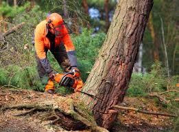 Best Fruit Tree Pruning  in High Bridge, NJ